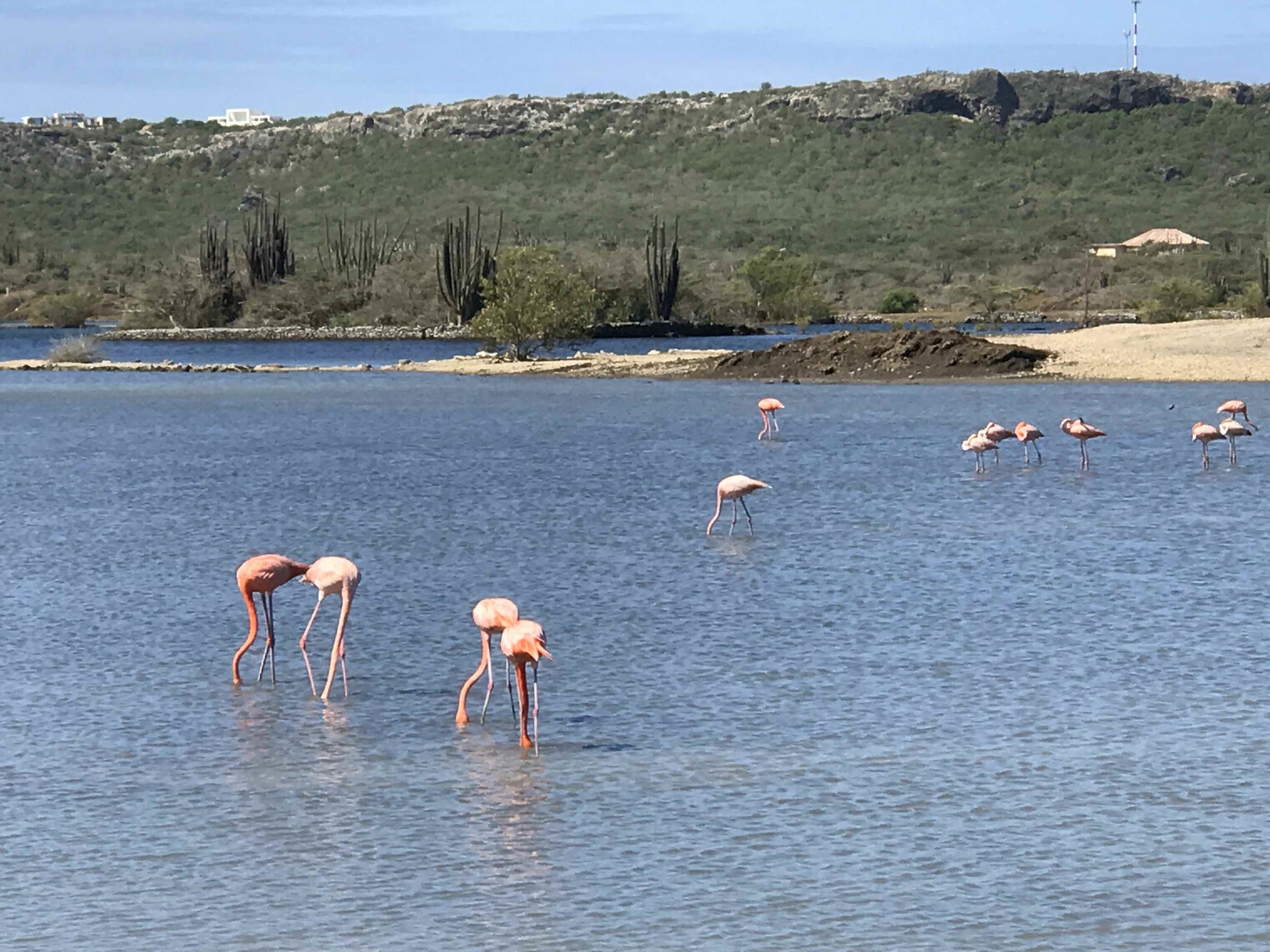 Flamingo’s