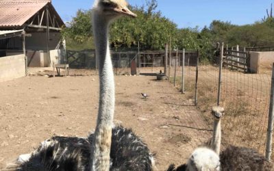 Ostrich Farm